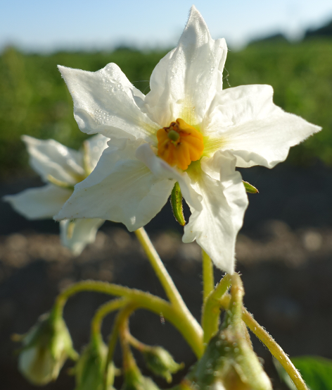 Bl�te von Kartoffelsorte Cara