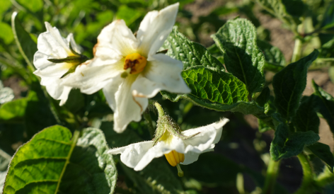 Bl�te von Kartoffelsorte Mrs. Moerle's Purple Baker