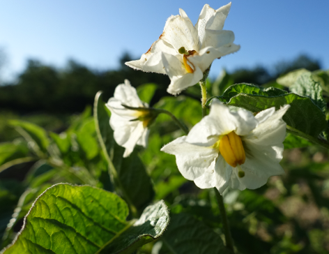 Bl�te von Kartoffelsorte Mrs. Moerle's Purple Baker