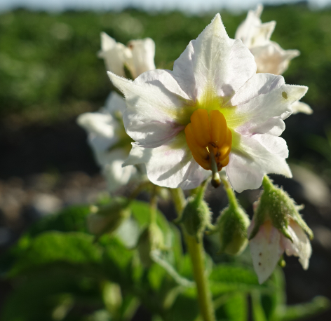 Bl�te von Kartoffelsorte Koenig von Preussen