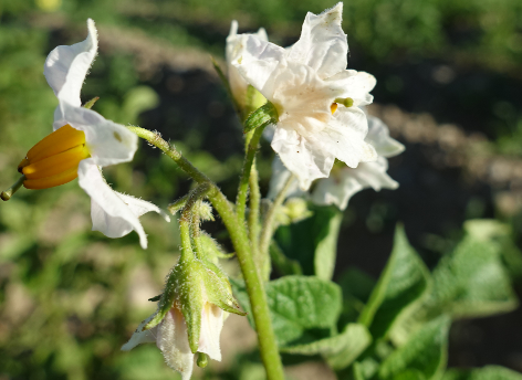Bl�te von Kartoffelsorte Koenig von Preussen
