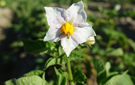 Bl�te von Kartoffelsorte Koenig von Preussen