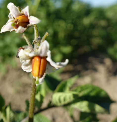 Bl�te von Kartoffelsorte Frau Nitsche
