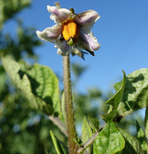 Bl�te von Kartoffelsorte Frau Nitsche