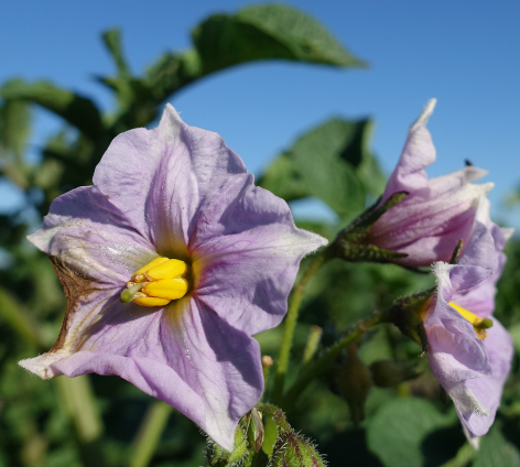 Bl�te von Kartoffelsorte Red Washed