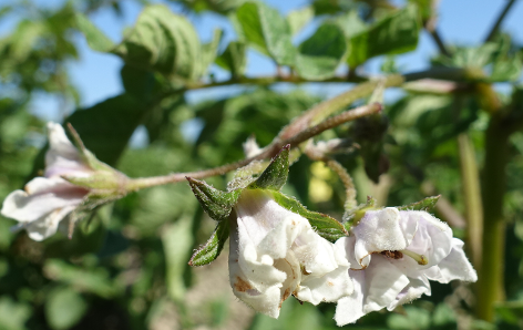 Bl�te von Kartoffelsorte Lilly Rose