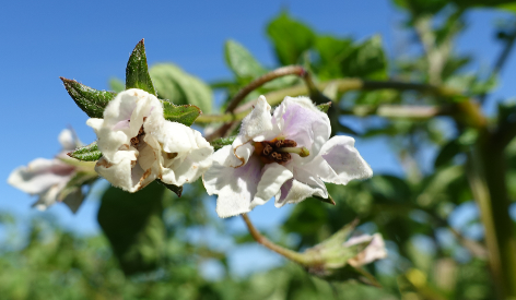 Bl�te von Kartoffelsorte Lilly Rose