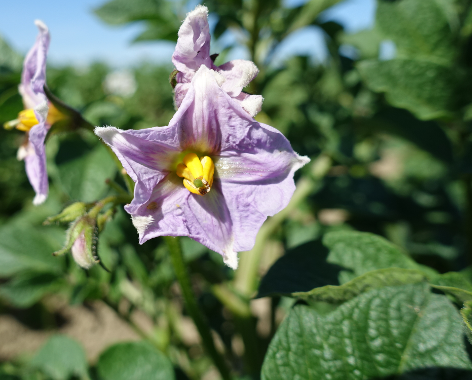 Bl�te von Kartoffelsorte Red Washed