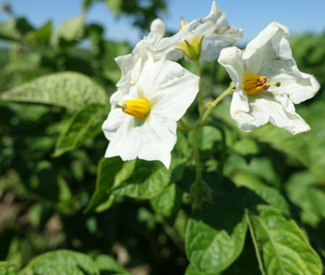 Bl�te von Kartoffelsorte Erdgold