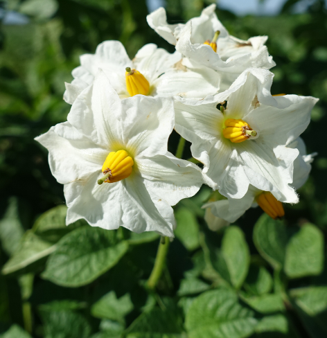 Bl�te von Kartoffelsorte Erdgold