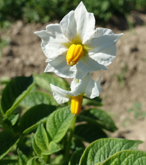 Bl�te von Kartoffelsorte Regara