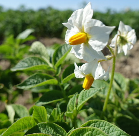 Bl�te von Kartoffelsorte Regara