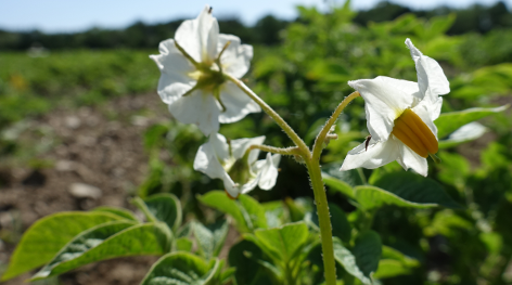 Bl�te von Kartoffelsorte Regara
