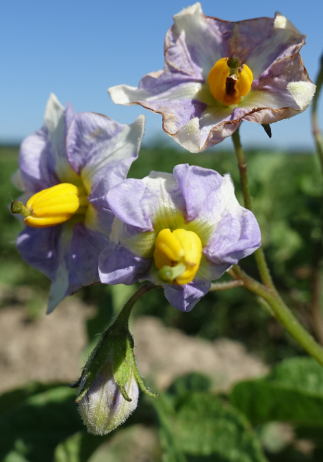 Bl�te von Kartoffelsorte Blaue aus Kasachstan