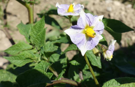 Bl�te von Kartoffelsorte Blaue aus Kasachstan