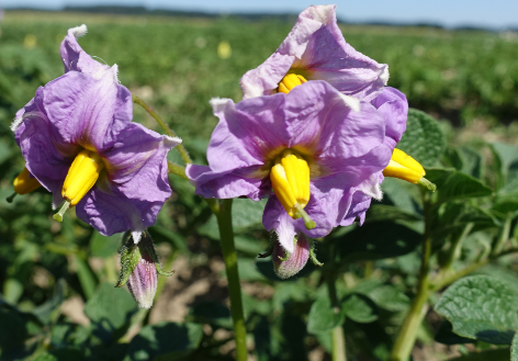 Bl�te von Kartoffelsorte Schweizer Hofsorte (blau) 12.106.501