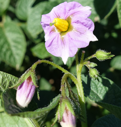 Bl�te von Kartoffelsorte Schweizer Hofsorte (blau) 12.106.501