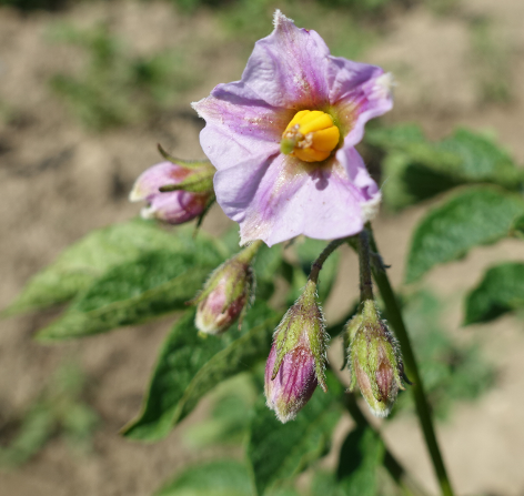 Bl�te von Kartoffelsorte Cancha