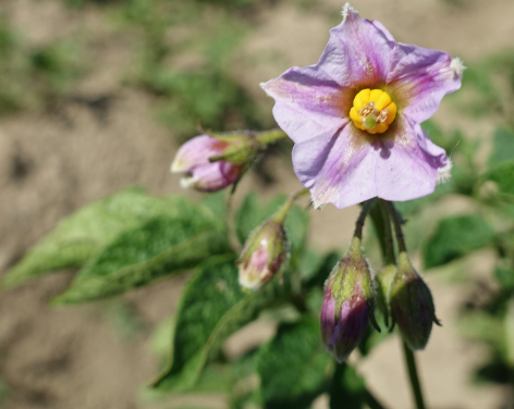 Bl�te von Kartoffelsorte Cancha