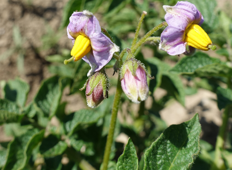 Bl�te von Kartoffelsorte Cancha
