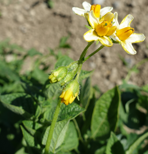 Bl�te von Kartoffelsorte Gelbbl�hender Stamm