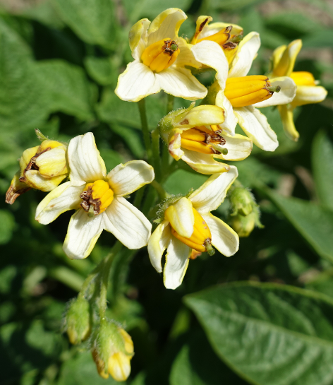 Bl�te von Kartoffelsorte Gelbbl�hender Stamm