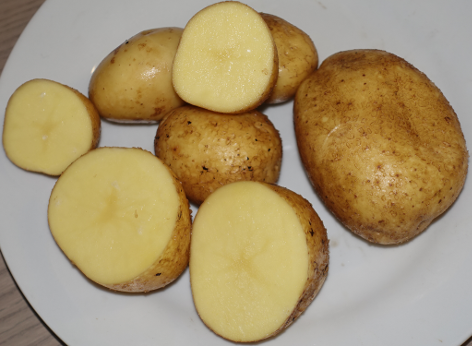 Kartoffelsorte Afra