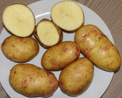 Kartoffelsorte Quarta