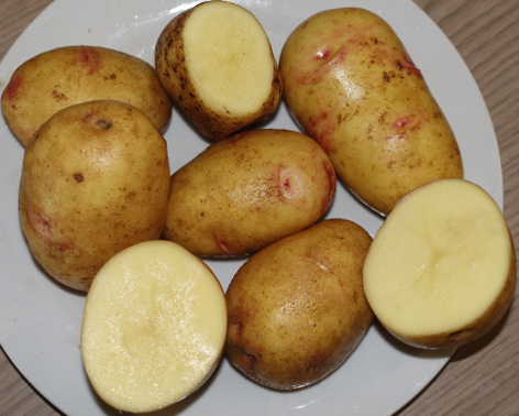 Kartoffelsorte Quarta