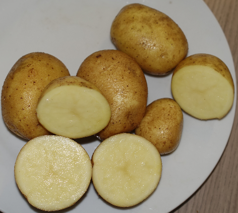 Kartoffelsorte Rumba