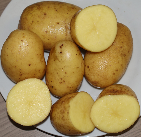 Kartoffelsorte Herbstgold