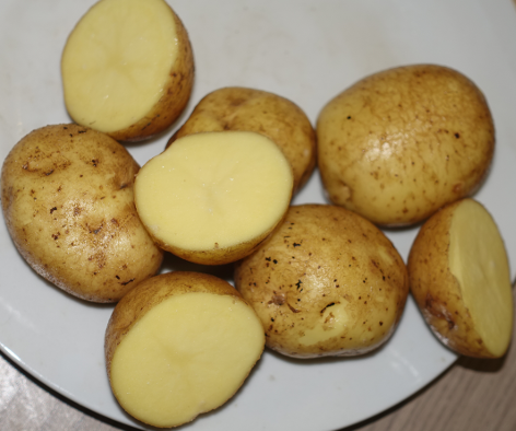 Kartoffelsorte Hermes