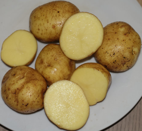 Kartoffelsorte Hermes