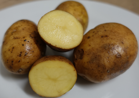 Kartoffelsorte Magda-Lena