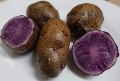 Kartoffelsorte Violet Star