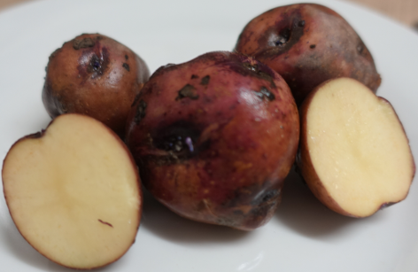Kartoffelsorte Oreb