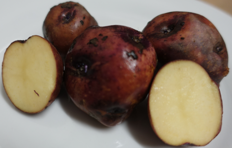 Kartoffelsorte Oreb