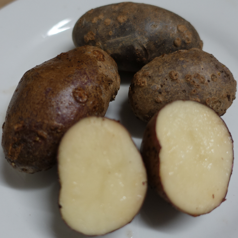 Kartoffelsorte Blaue aus Kasachstan