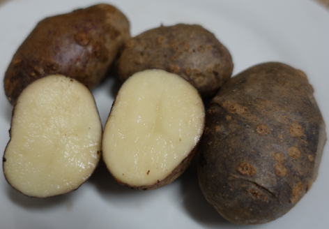 Kartoffelsorte Blaue aus Kasachstan