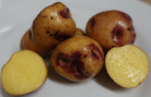  Kartoffelsorte Wildkartoffel v. Rosa Nr.2