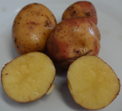 Kartoffelsorte Kijam
