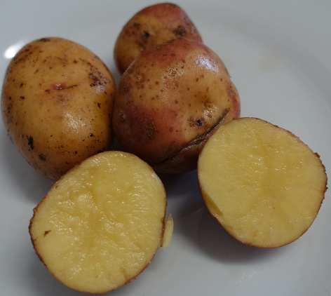 Kartoffelsorte Kijam