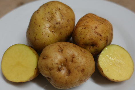 Kartoffelsorte Sch�ne Vogtl�nderin