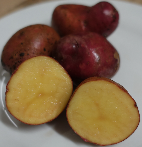 Kartoffelsorte Red Ball