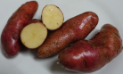 Kartoffelsorte Schweizer Hörner