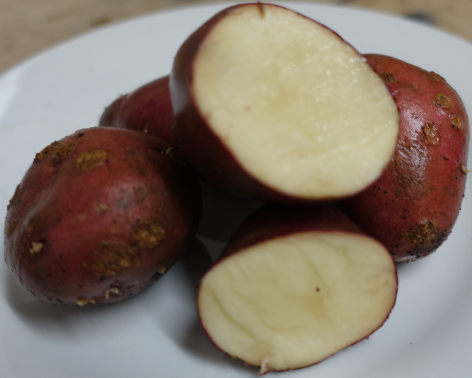 Kartoffelsorte Rheinische Rote
