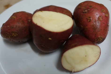 Kartoffelsorte Rheinische Rote