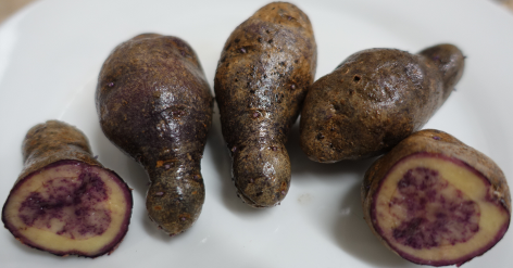 Kartoffelsorte Zwei Fragezeichen
