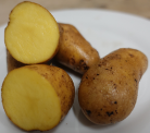 Kartoffelsorte Sechswochenkartoffel