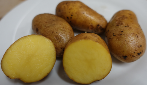 Kartoffelsorte Sechswochenkartoffel